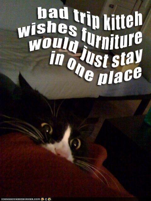 [bad-trip-cat-bedroom.jpg]