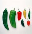 [chili+pepper.jpg]
