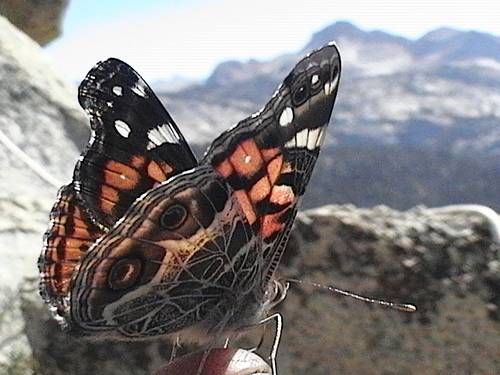 [sierra+butterfly.jpg]