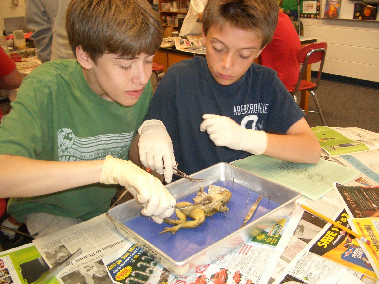 Frog dissection