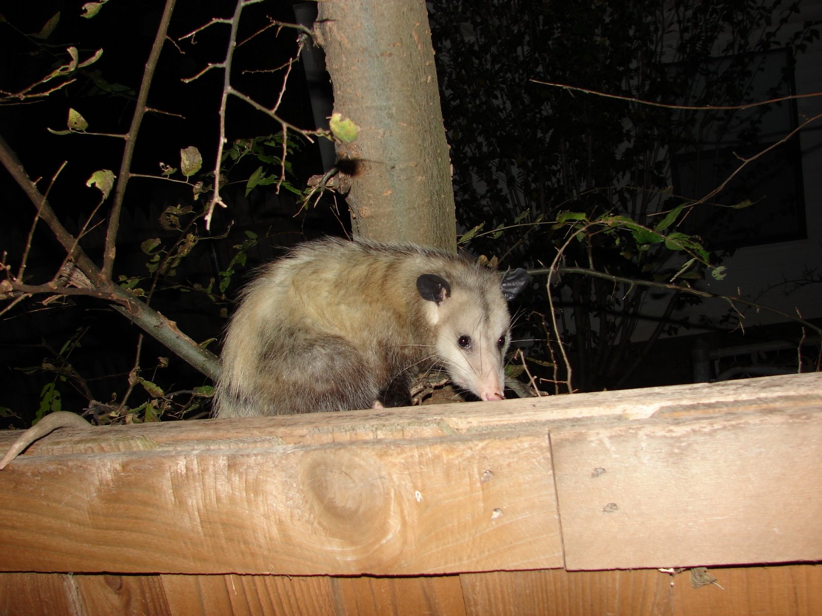 [opossum+021.jpg]