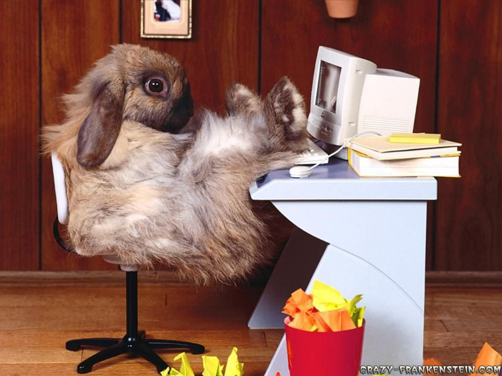 [funny-wallpapers-rabbit-at-work.jpg]