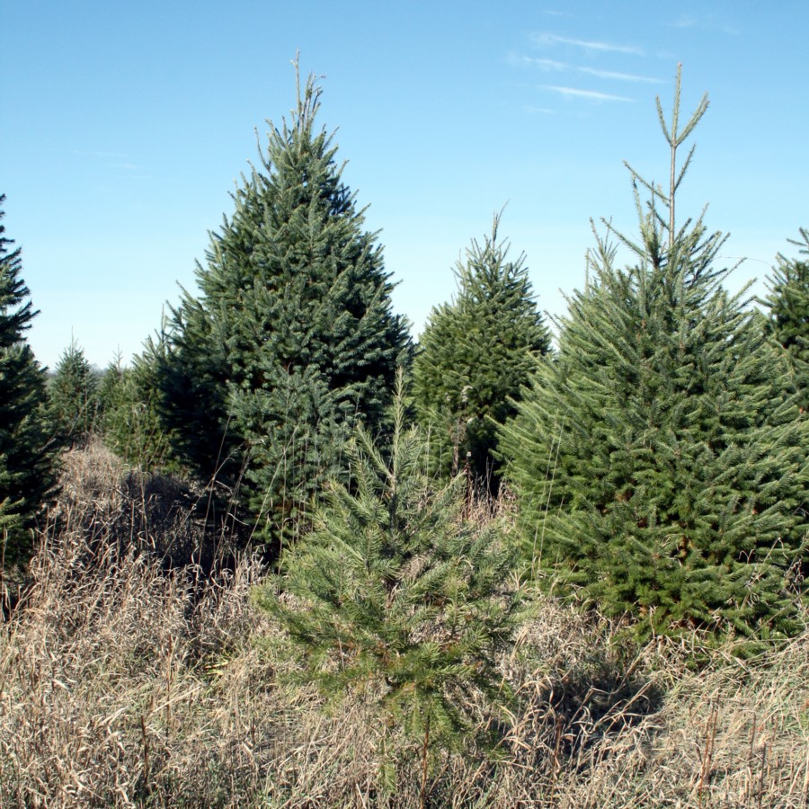 The Outskirts of Suburbia: Oh Tannenbaum
