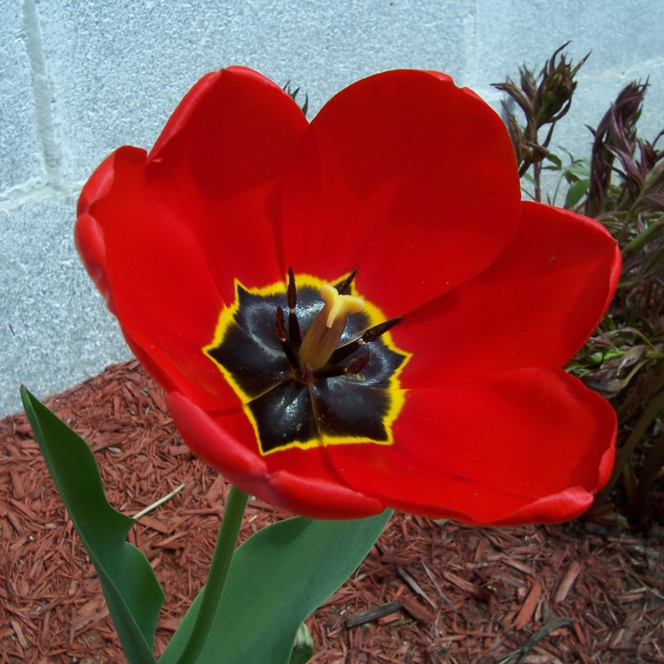 [20070429+tulip.jpg]