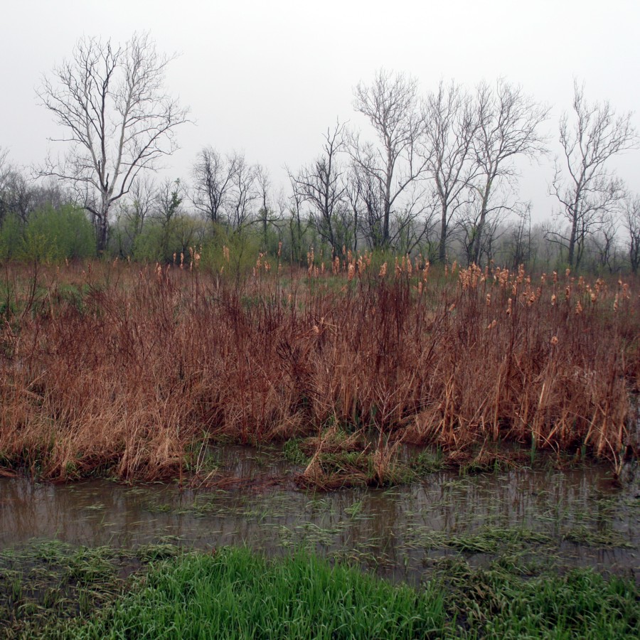 [2008+0427+wetland.jpg]