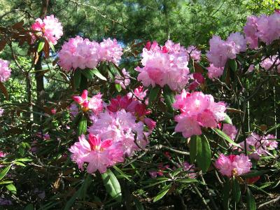 [pink-rhododendrons-mississauga-port-credit-park.jpg]