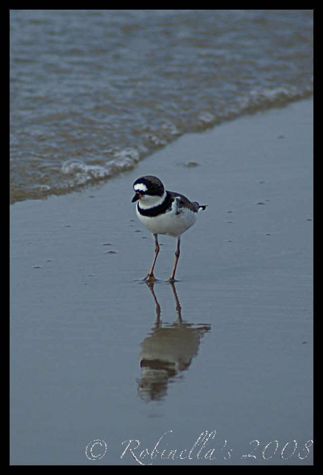 [Semipalmated+Plover2+5-08.jpg]
