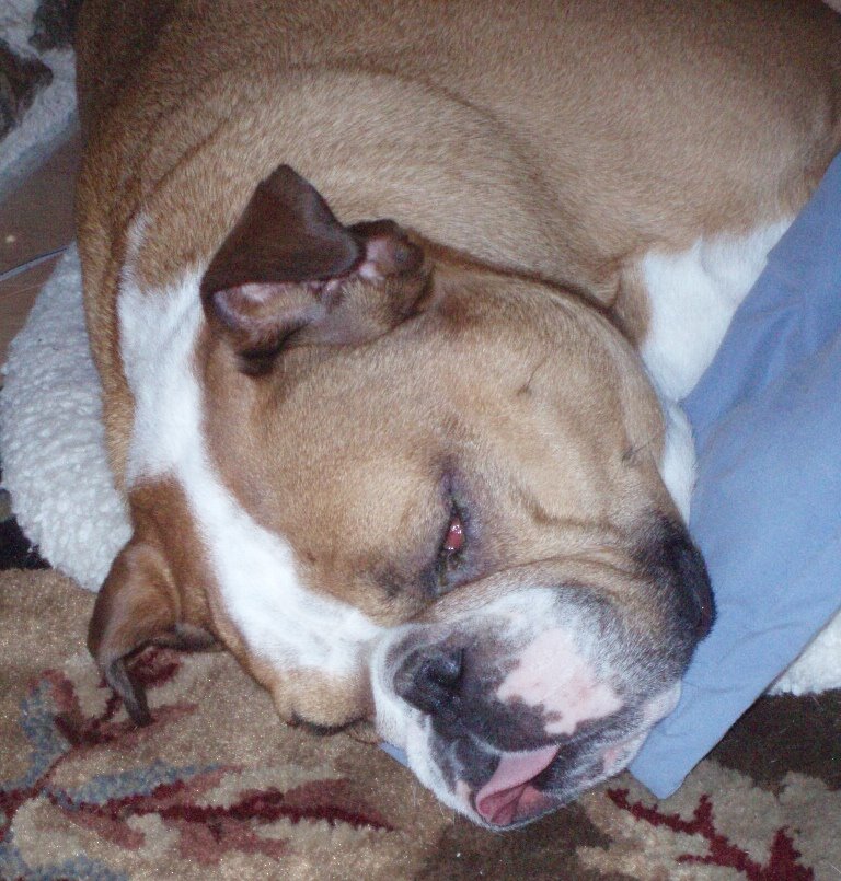 [sleepin+with+tongue+out.JPG]