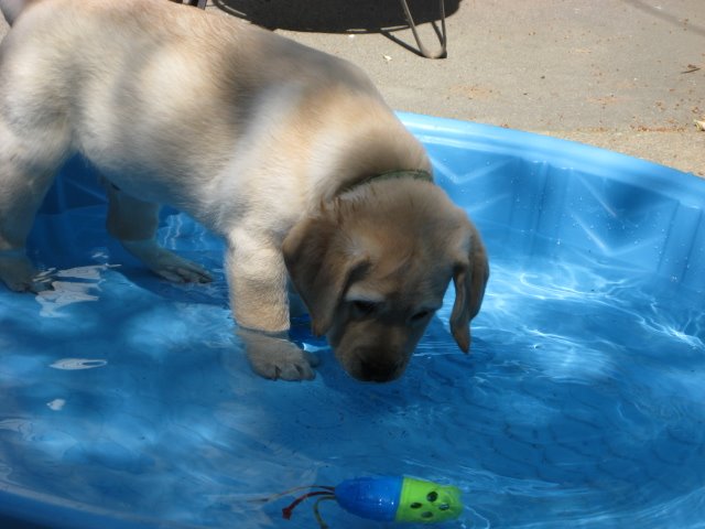 [Pup+in+Pool+(5).jpg]