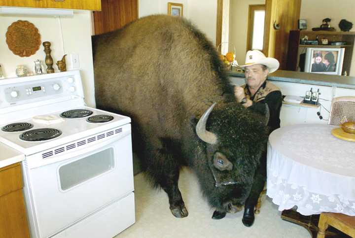 [buffalo1.jpg]