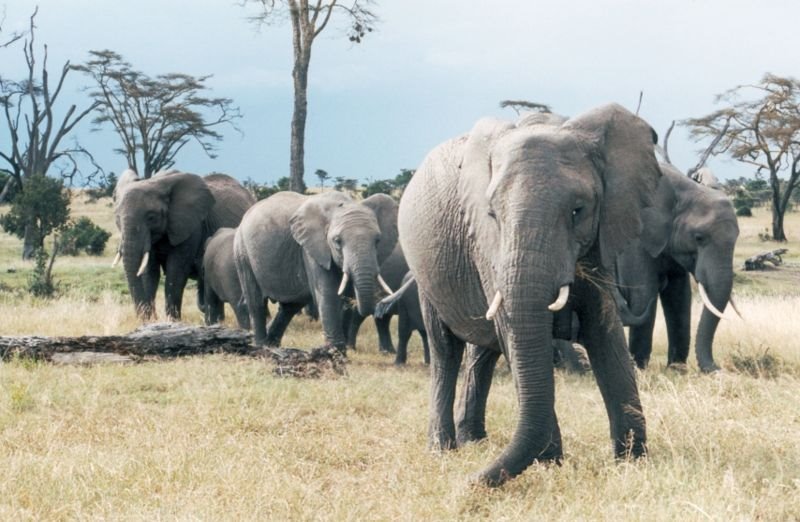 [elefantes+africanos2+.jpg]