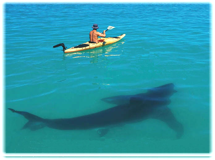 [shark-Kayak0203.jpg]