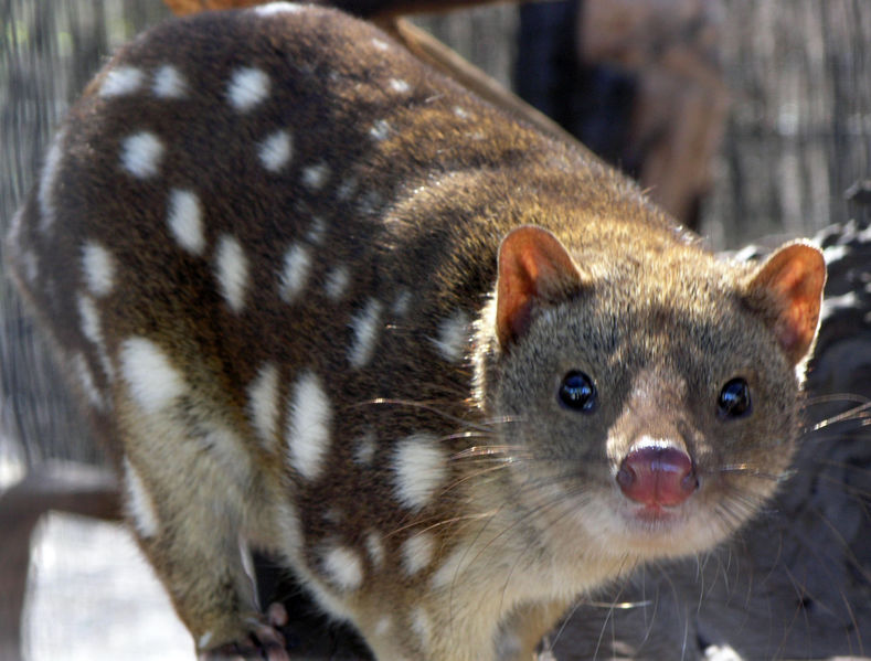 [Spotted+Quoll.jpg]