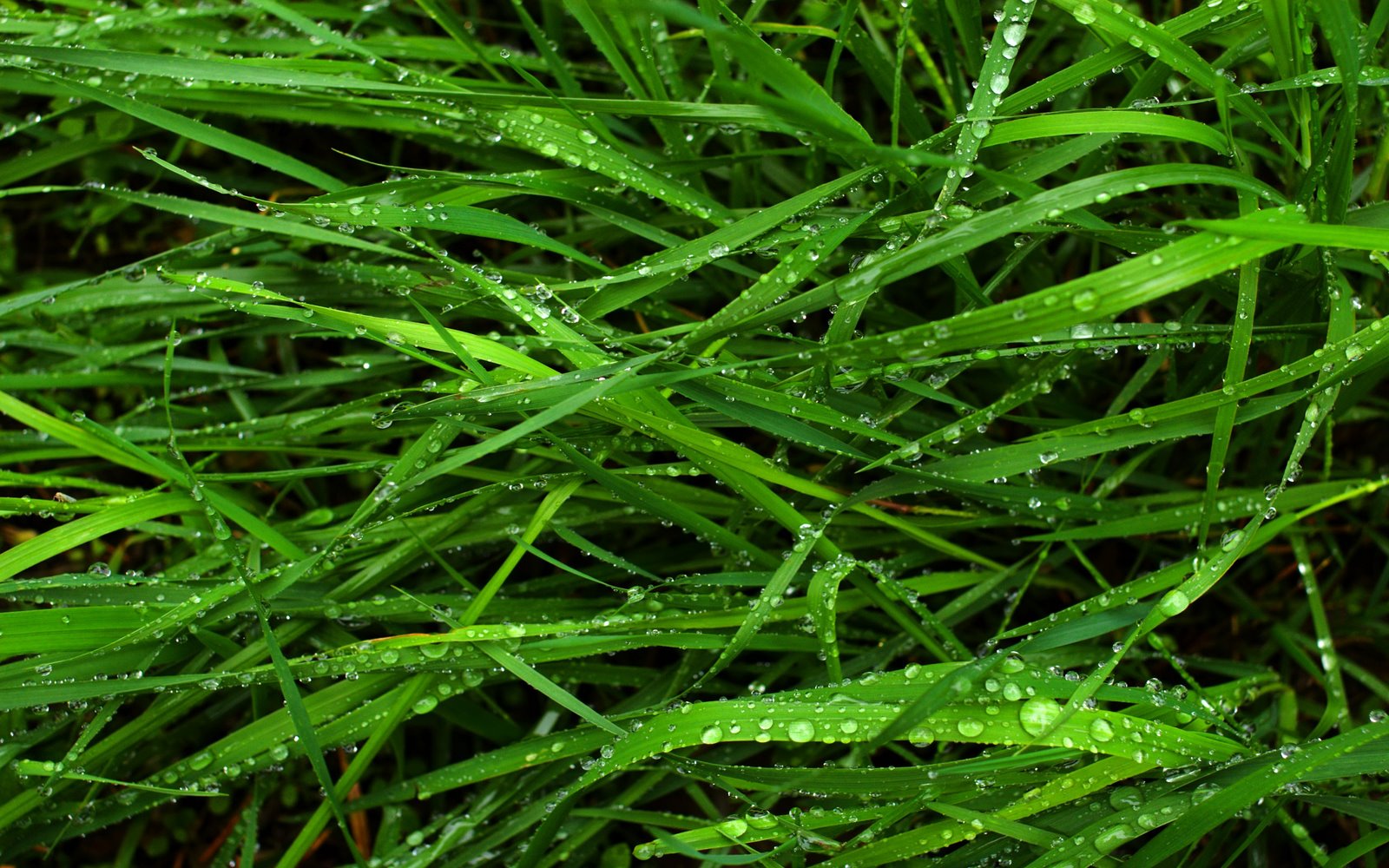 [Green+Grass+High+Definition+Wallpaper+1.jpg]
