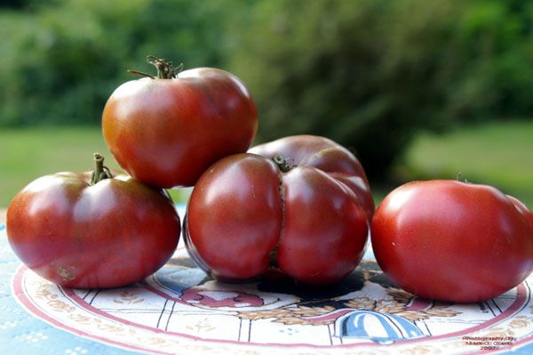 [Cherokee_Tomatoes.jpg]