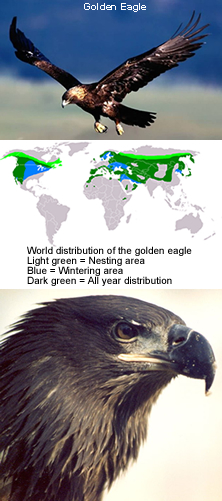 [map-golden-eagle.+jpeg.jpg]