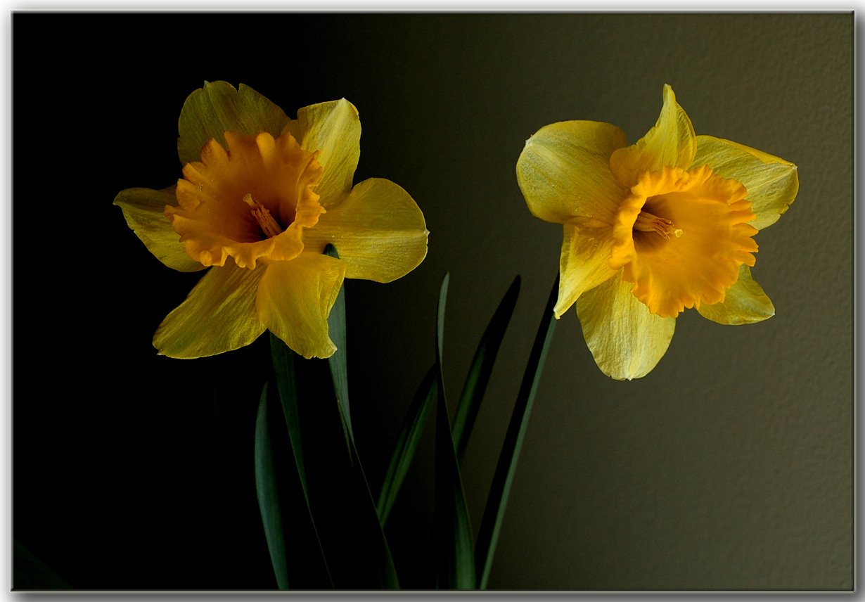[Two_Daffodils.jpg]