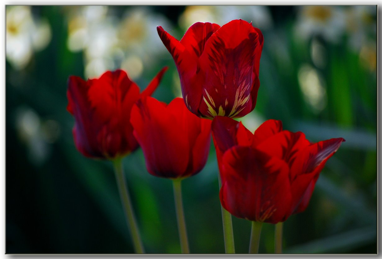 [Tulips_Four.jpg]