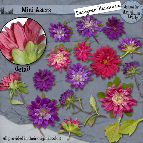 [preview-Mini-Asters.jpg]