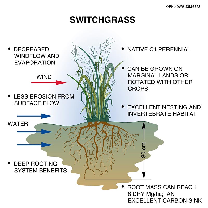 [Switchgrass-Graphic_800.jpg]