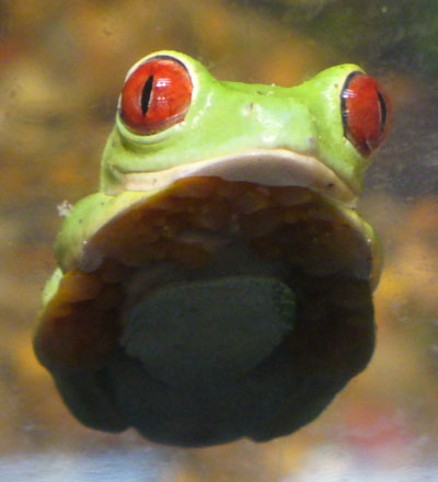 [frog.jpg]