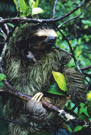 [Pygmy+Sloth.jpg]
