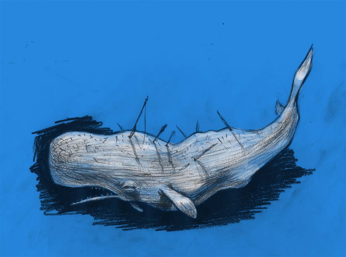 [whale.jpg]