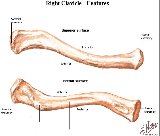 anatomia claviculei