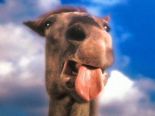 [camelo+mostrando+a+lingua.jpg]