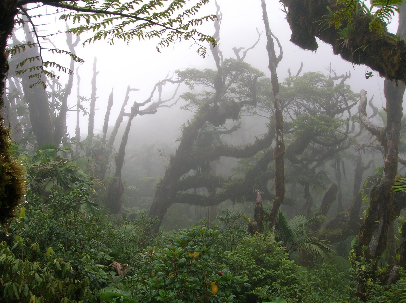 [Pristine+Rain+Forrest+atop+Mt.+Scenery+2877+feet.JPG]