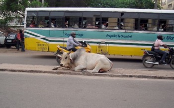 [delhi_street_cow_21jul05_1.jpg]