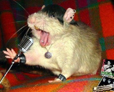 [funny-rock-mouse.jpg]