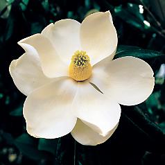 [magnolia2.jpg]