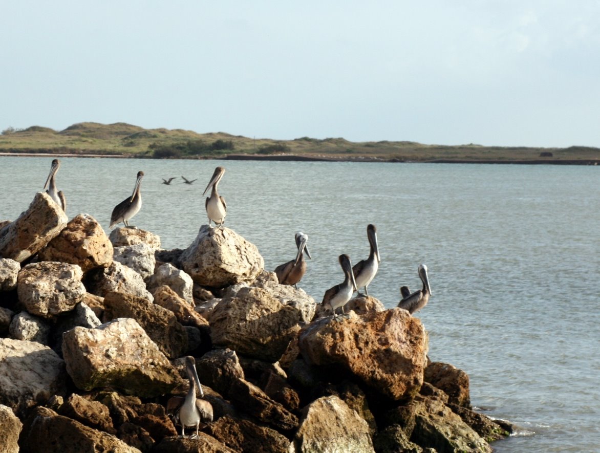 [pelicans.jpg]