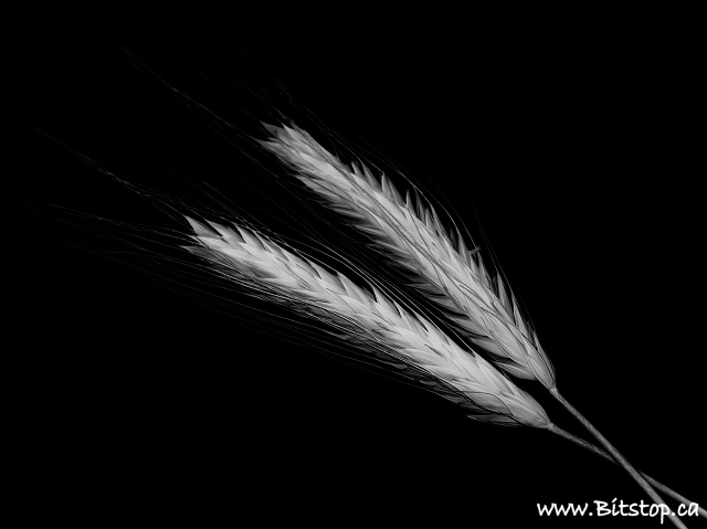 [wheat-nov04.jpg]