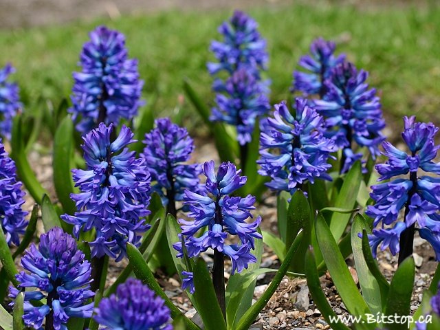 [hyacinth-may21.jpg]