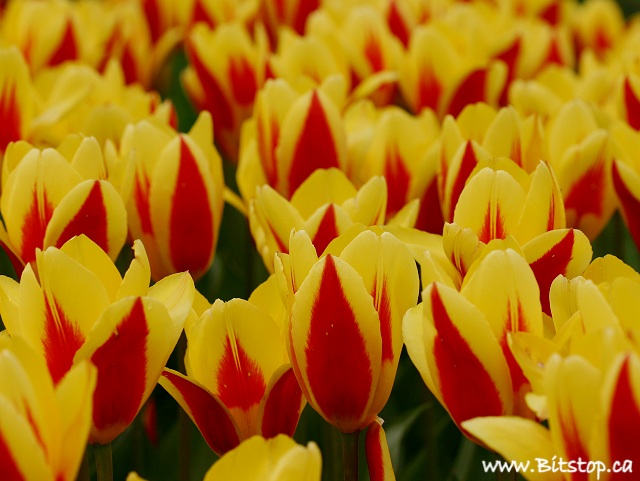 [tulips-may25.jpg]