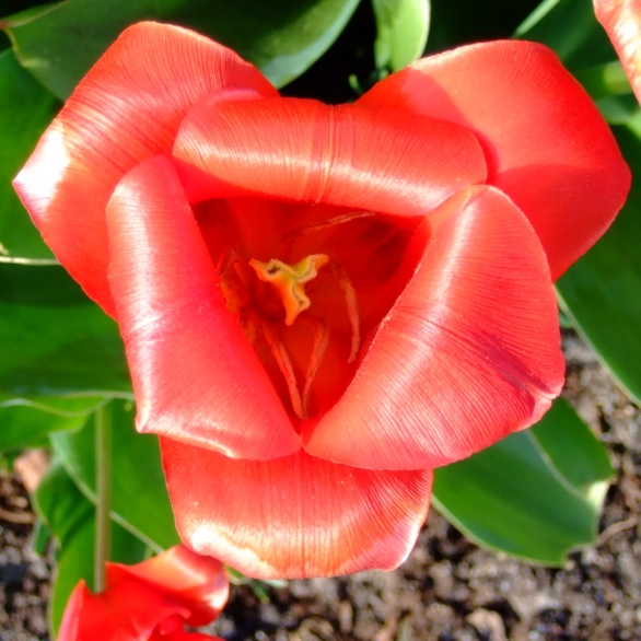 [tulip2small.jpg]