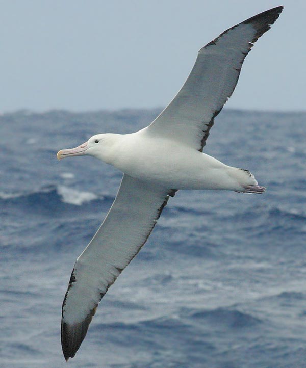 [Royal_Albatross.jpg]