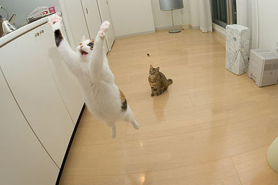 [Jumping+cat1.jpg]