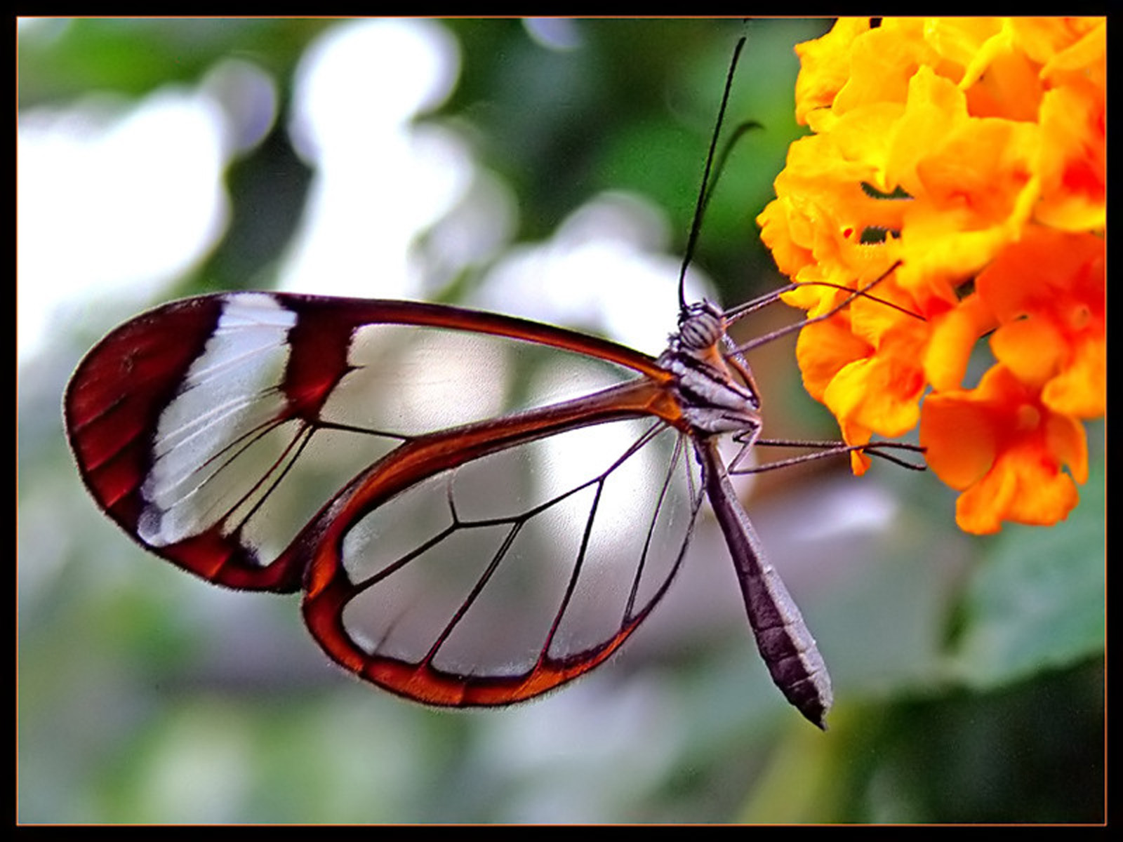 [transparent-butterfly2a.jpg]