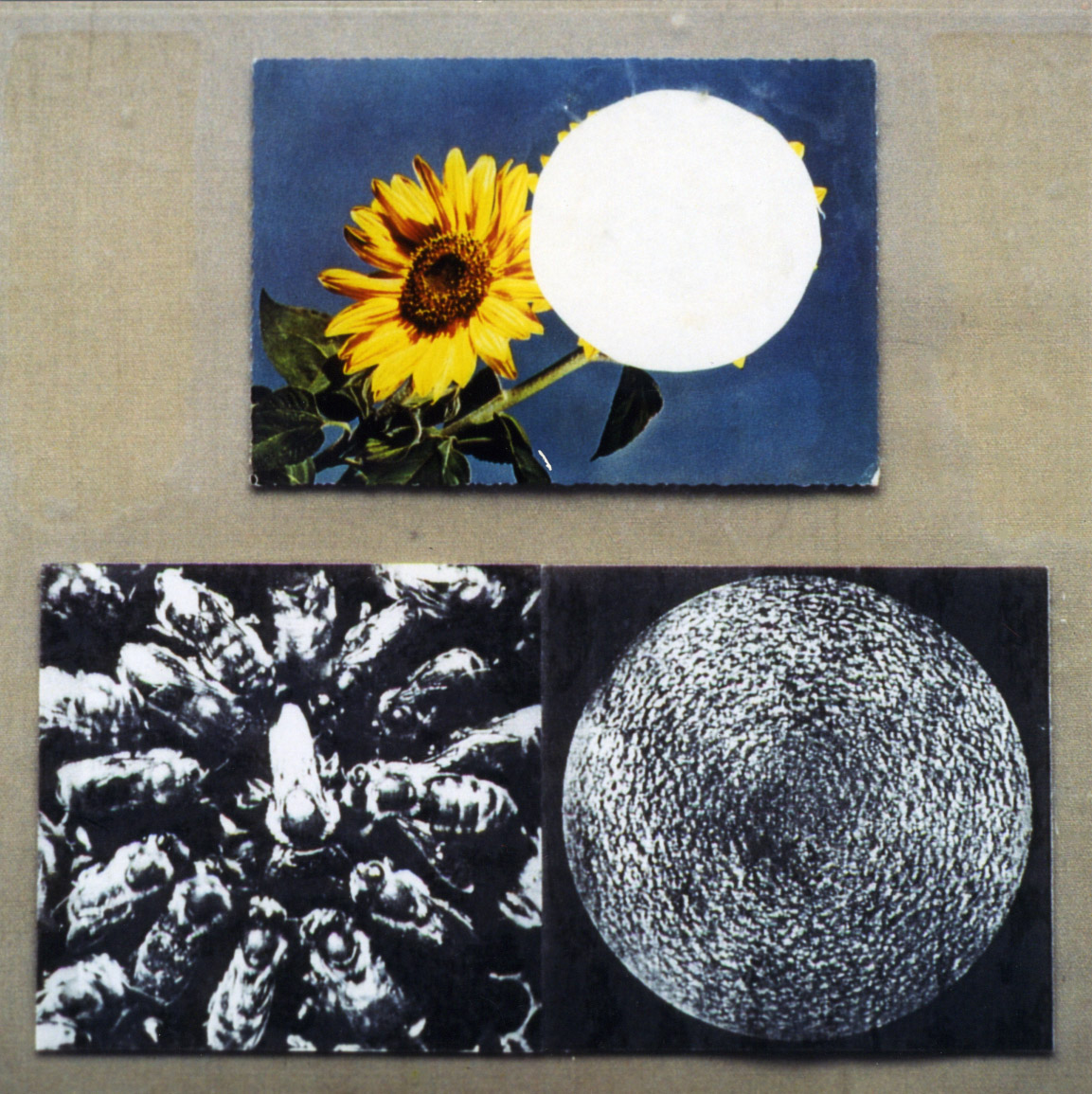 [Sonne-Sonnenblume+klein.jpg]