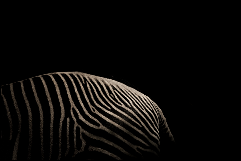[zebra06.jpg]