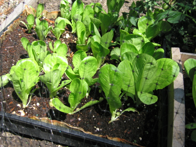[lettuce_seedlings_8_23.jpg]