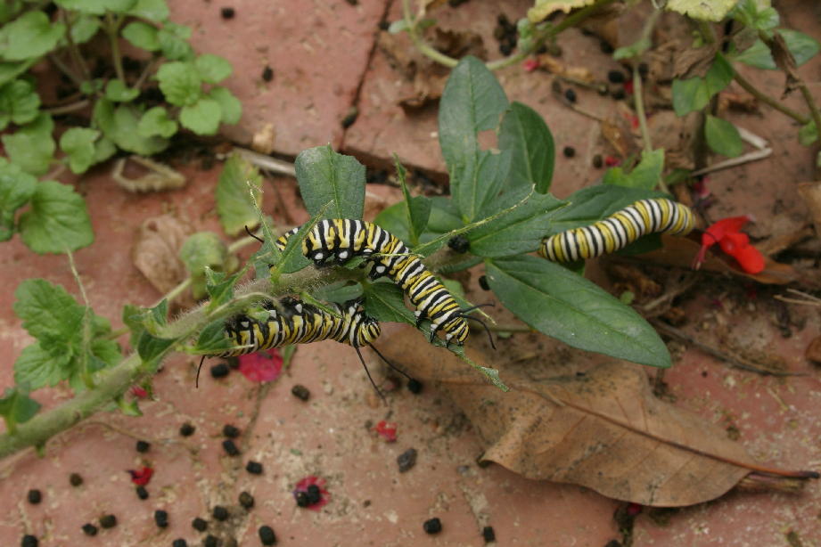 [monarch+caterpillars+04509_RJ_1.JPG]