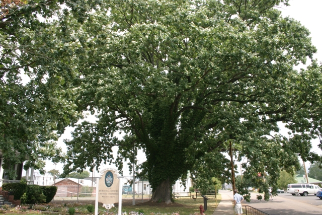 [Quercus+macrocarpa+Elkton+Oak+04484_RJ.JPG]