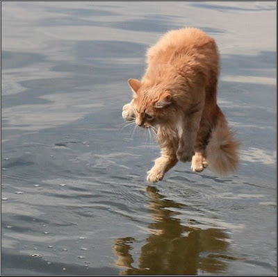 Cat on water