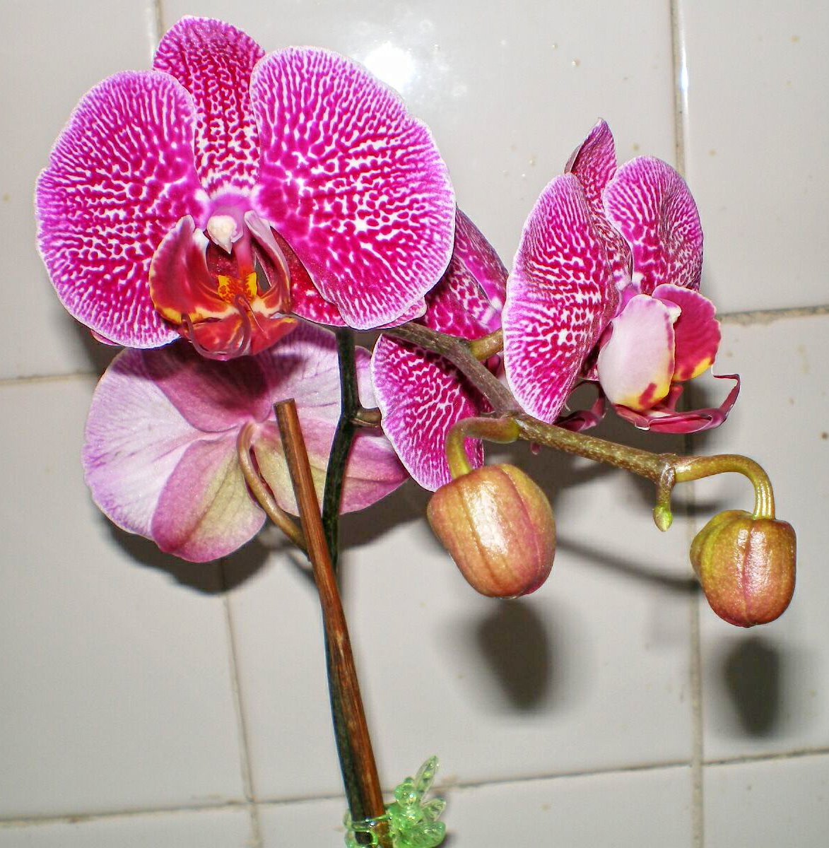 [orchidcrop.jpg]