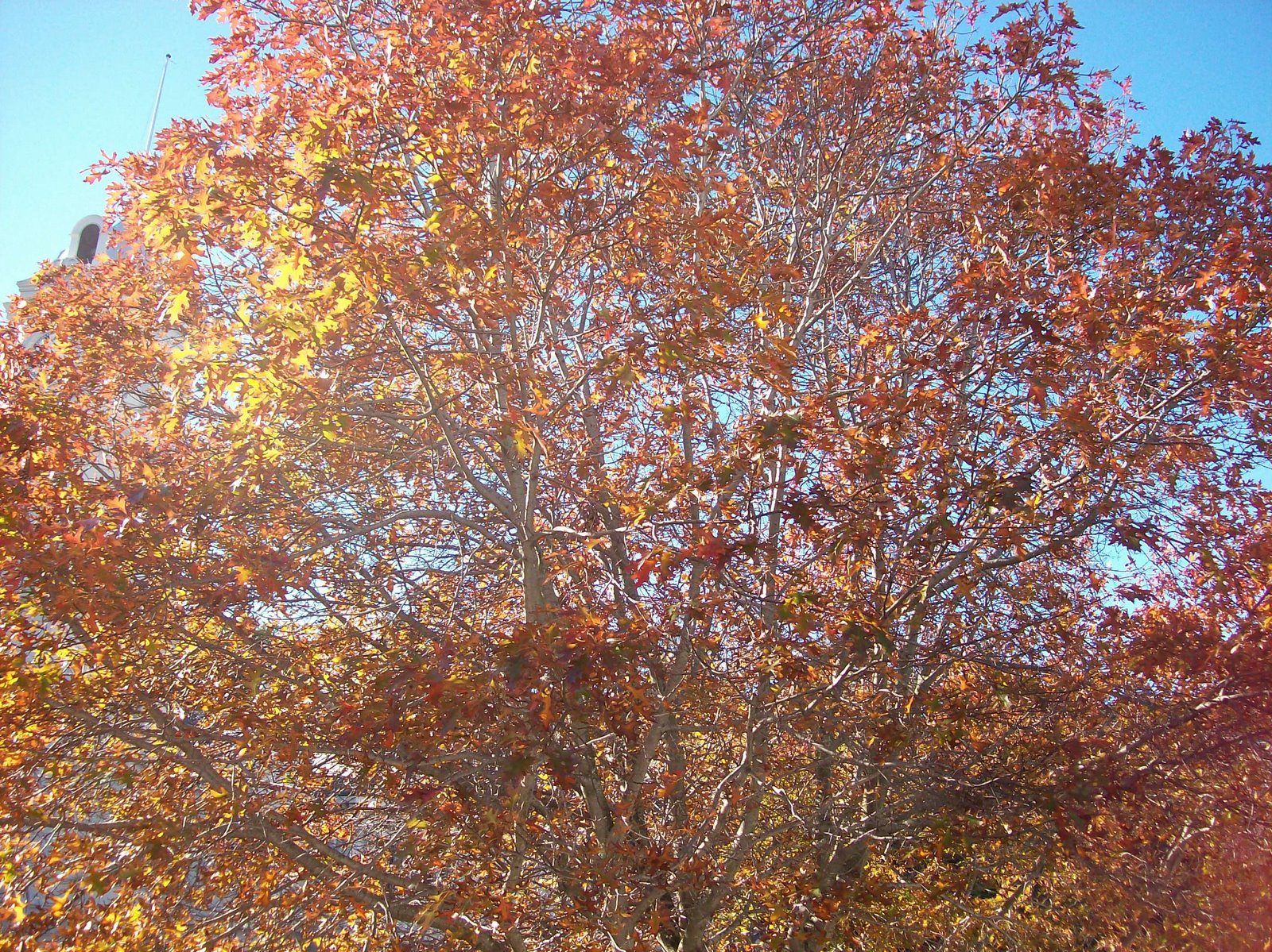 [Autumnal+trees+001.jpg]