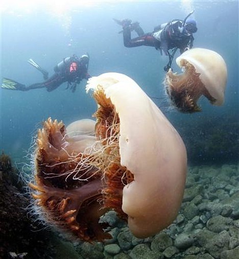 [giant-jellyfish+2.jpg]